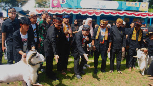 Kementan Dukung Pelestarian Domba Garut Lewat Ajang Seni Ketangkasan